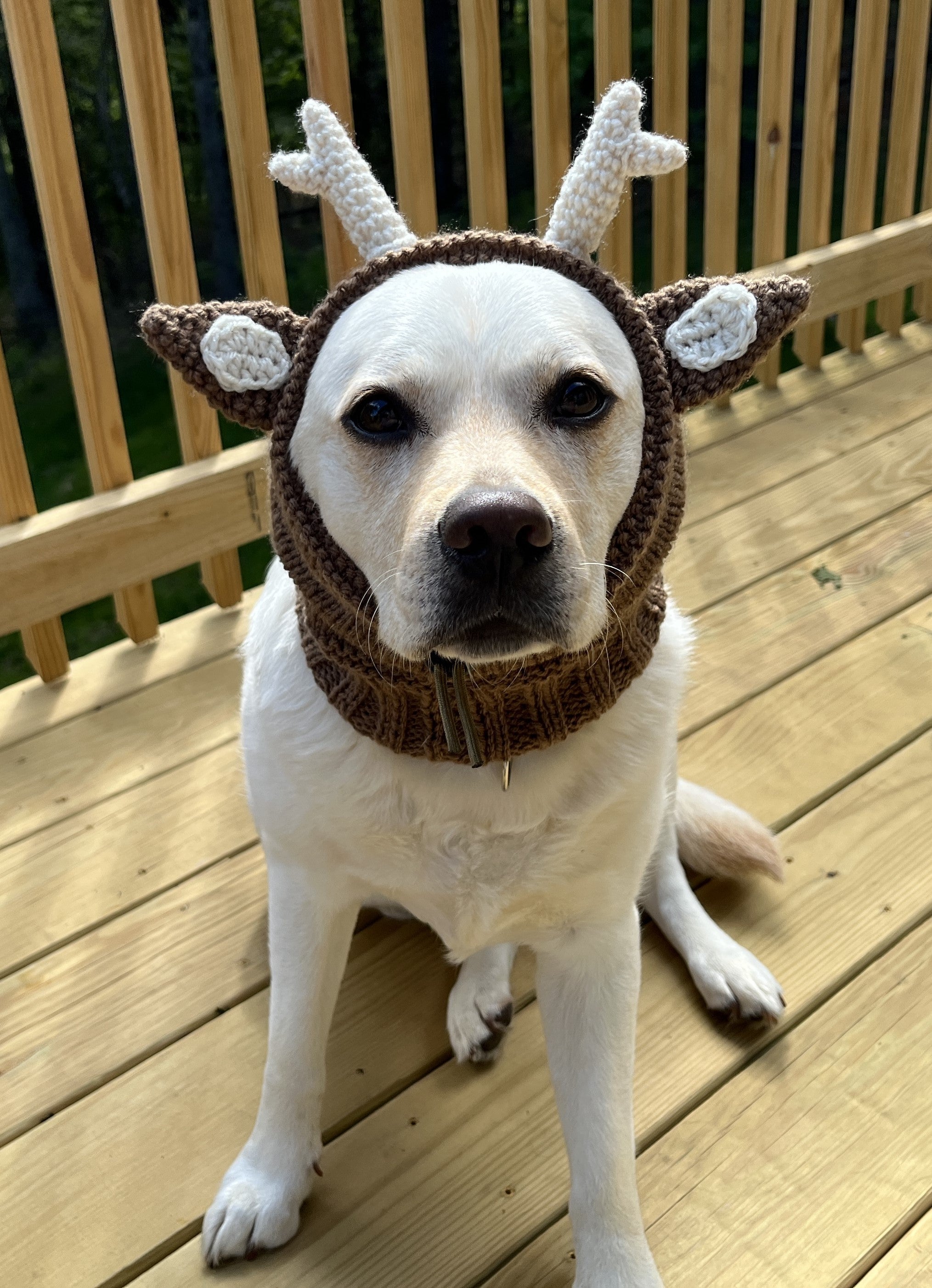 Dog 2024 reindeer hat